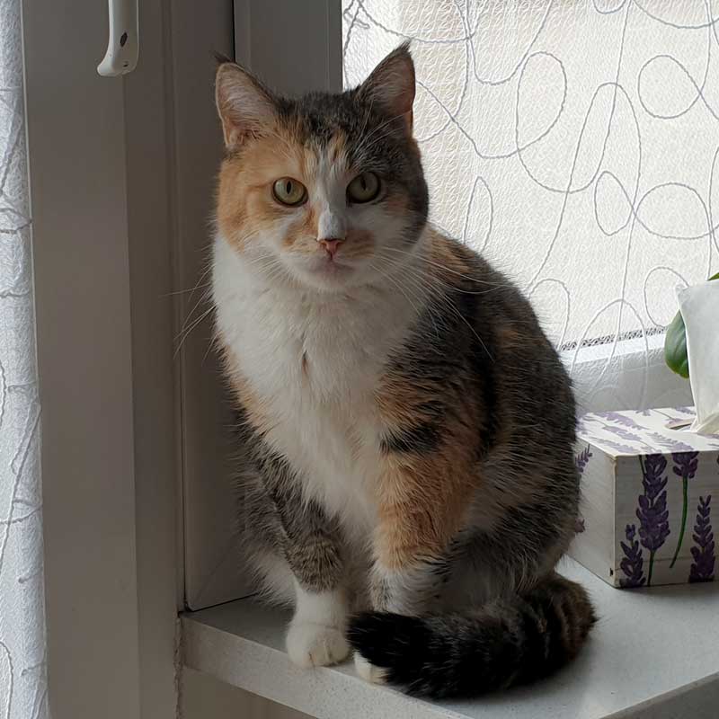 placeholder image-sq