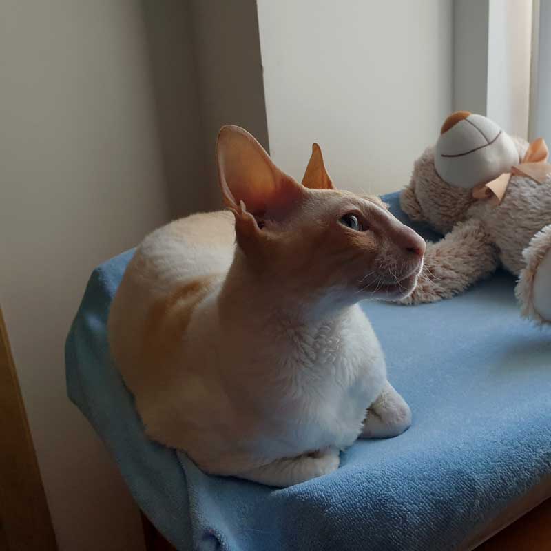 placeholder image-sq