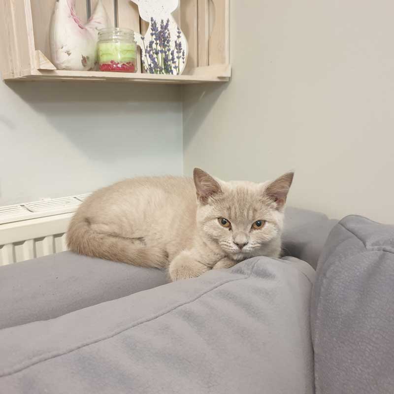 placeholder image-sq